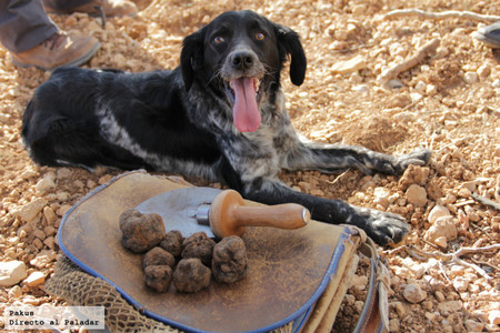 perro buscador de trufas